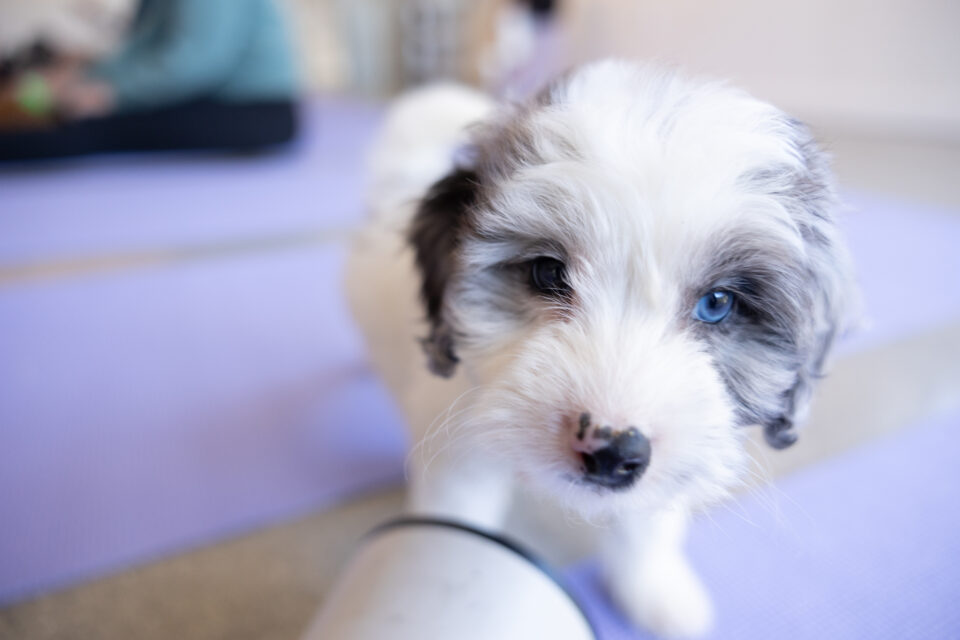 Animals in rehabilitation supporting connection, movement, and wellbeing